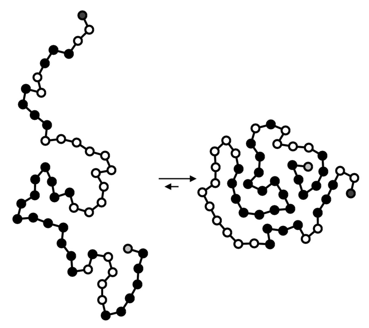 Schematic diagram illustrating protein folding via hydrophobic collapse, showing an unfolded polypeptide chain on the left and a compact, folded structure on the right. Hydrophobic amino acids are represented by black spheres, collapsing towards the center to be shielded from the aqueous environment in the folded state.