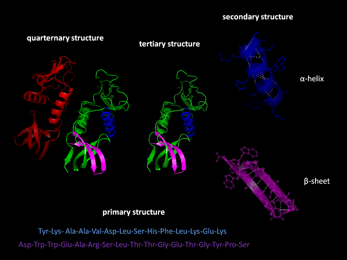 Diagram illustrating the four levels of protein structure: primary, secondary, tertiary, and quaternary. The primary structure shows a sequence of amino acids, the secondary structure displays an alpha-helix and beta-sheet, the tertiary structure shows a folded protein, and the quaternary structure shows two folded proteins interacting.