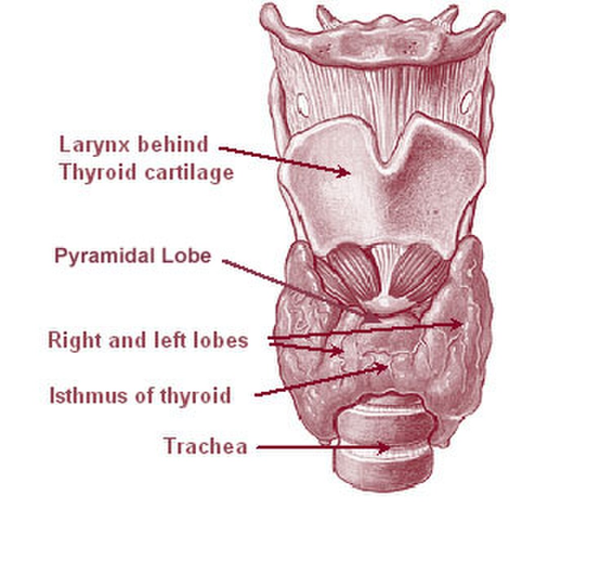 Diagram of the human thyroid gland, showing its anatomical position relative to the larynx and trachea. Key labels include "Larynx behind Thyroid cartilage", "Pyramidal Lobe", "Right and left lobes", "Isthmus of thyroid", and "Trachea".