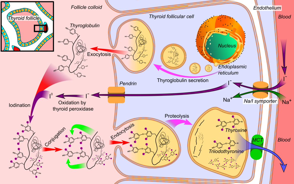 Diagram illustrating the synthesis of thyroid hormones within an individual thyroid follicular cell. The process shows thyroglobulin synthesis, iodide uptake via Na/I symporter and pendrin, oxidation by thyroid peroxidase, iodination, conjugation, endocytosis, proteolysis, and release of thyroxine and triiodothyronine into the blood.