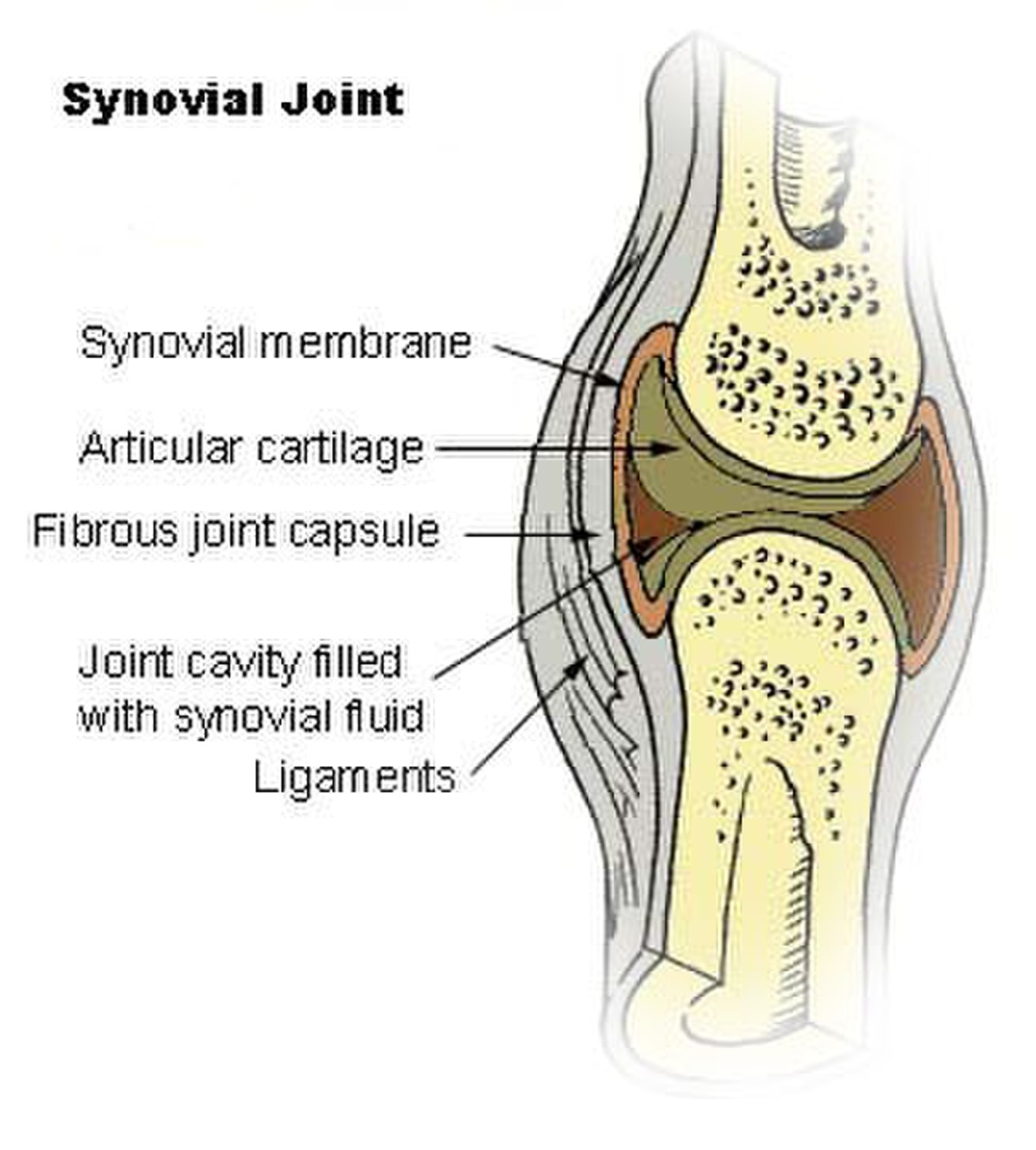 Diagram of a synovial joint, illustrating its key components. Labels include "Synovial membrane", "Articular cartilage", "Fibrous joint capsule", "Joint cavity filled with synovial fluid", and "Ligaments".