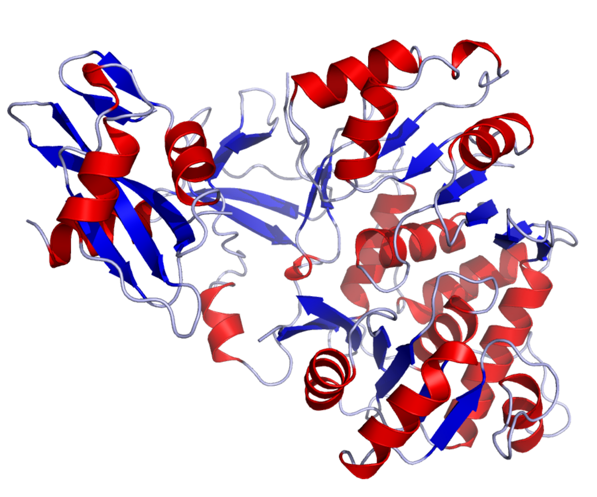 A protein structure diagram shows the luciferase enzyme from the firefly Photinus pyralis, depicted with red alpha-helices and blue beta-sheets. The complex molecule is much larger than luciferin.