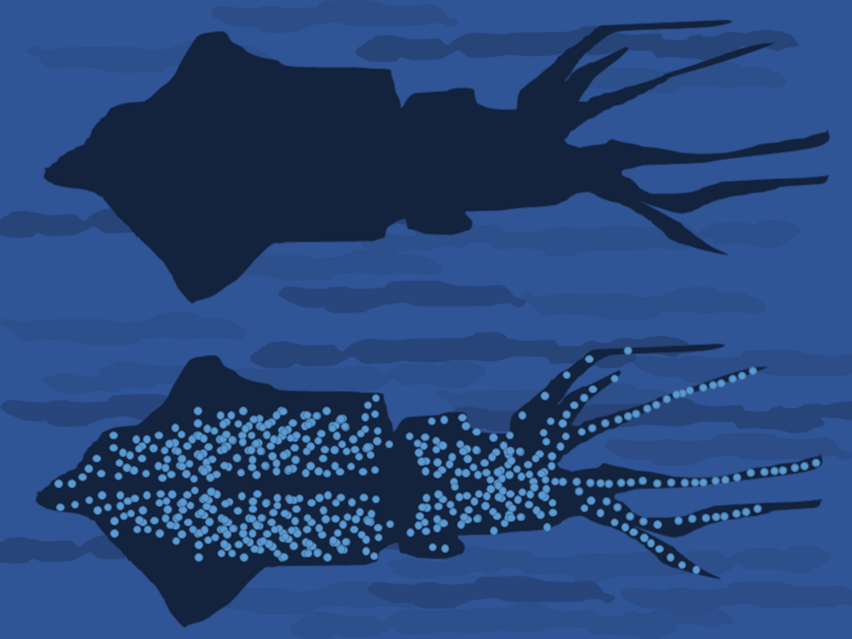 A diagram illustrates the principle of counterillumination camouflage in the firefly squid, Watasenia scintillans, showing two silhouettes against a dark blue background. The top silhouette is dark, while the bottom silhouette shows light blue dots representing bioluminescence, helping it blend with the sea surface when viewed from below.