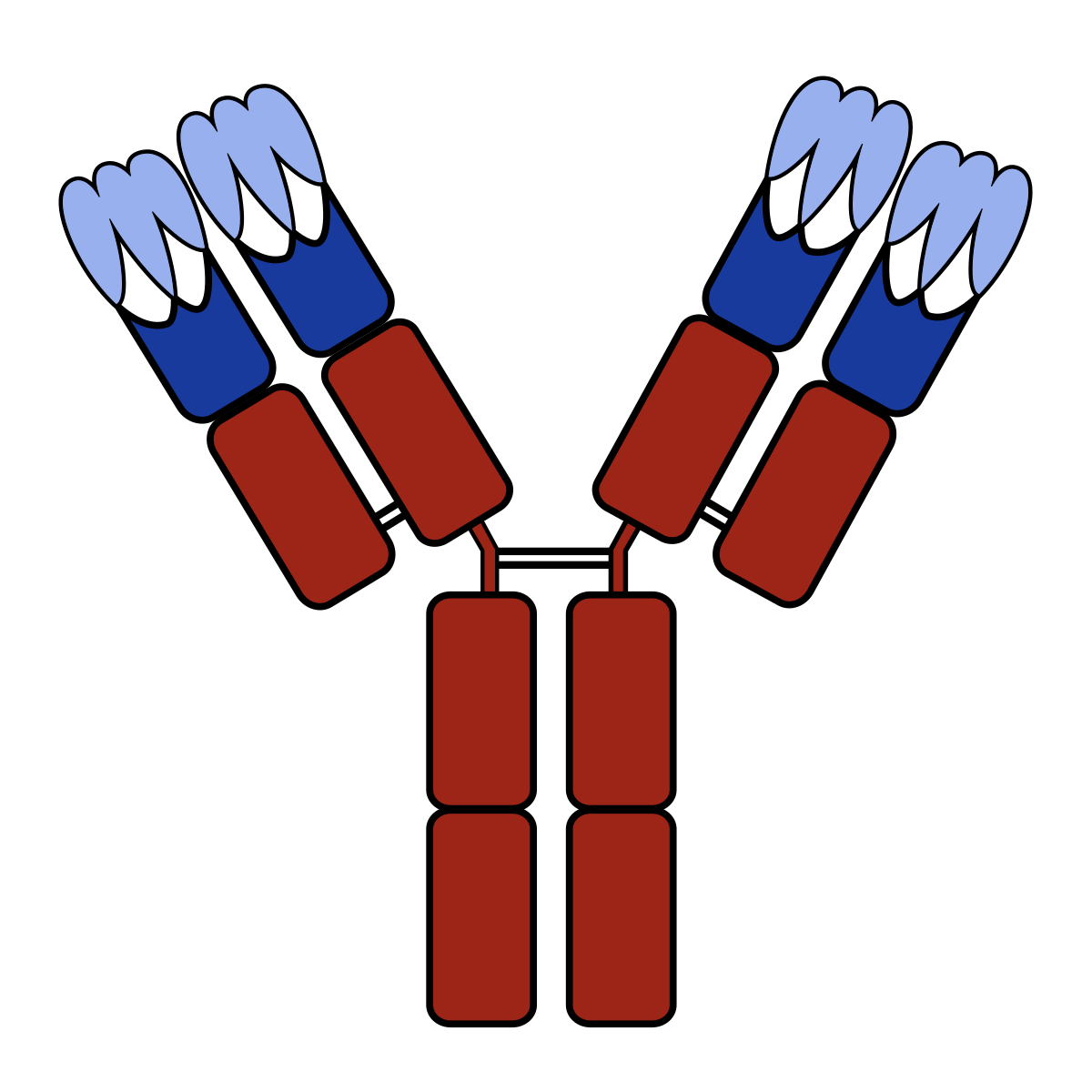 A diagram of an antibody, also known as an immunoglobulin, showing its Y-shaped structure with complementarity-determining regions (CDRs) at the tips of the arms. The antibody consists of two heavy chains (red) and two light chains (blue), with the CDRs depicted in light blue.