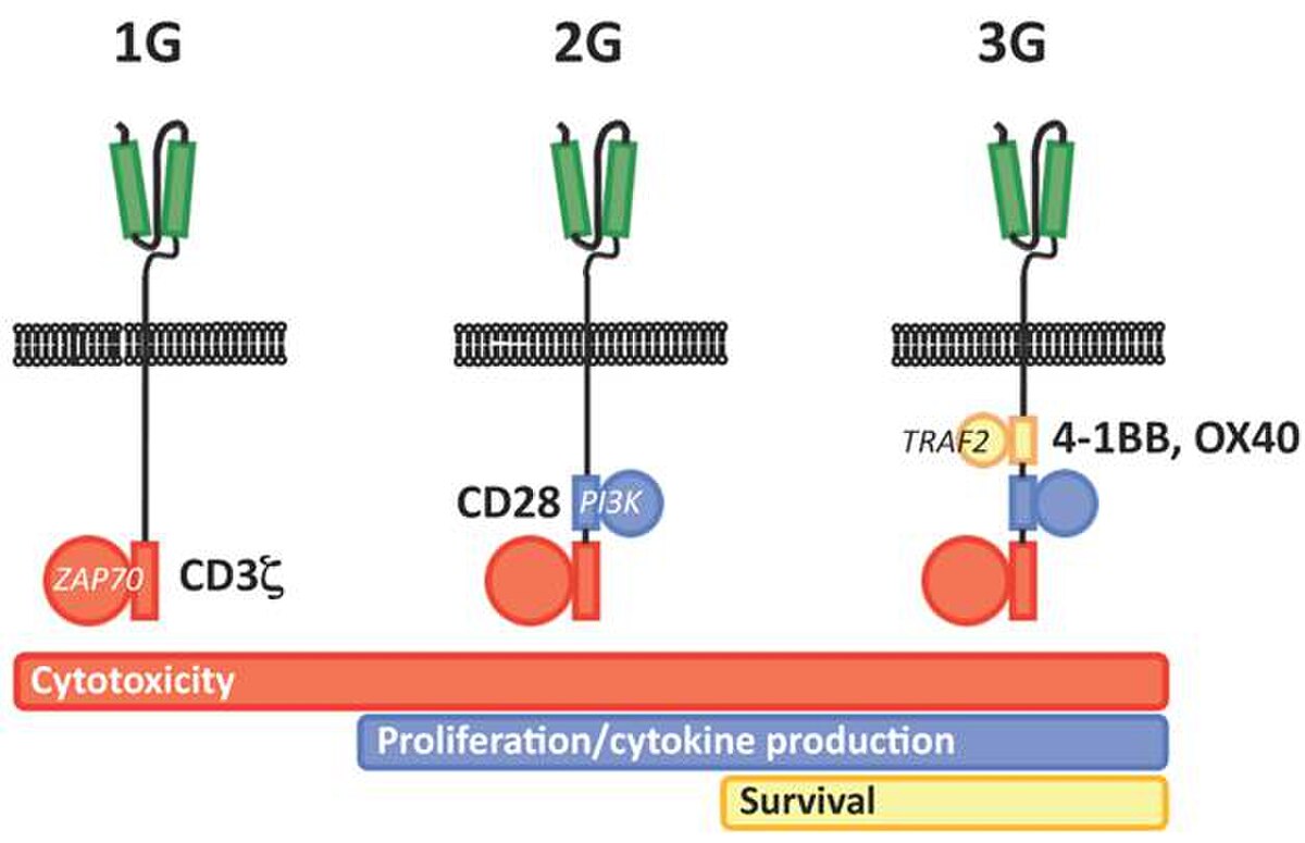 Diagram depicting three generations of chimeric antigen receptors (CARs), labeled 1G, 2G, and 3G, showing increasing complexity of intracellular signaling components. The scFv segments are green, and intracellular TCR signaling components like ZAP70, CD3ζ, CD28, PI3K, TRAF2, 4-1BB, and OX40 are shown in red, blue, and yellow, correlating with enhanced cytotoxicity, proliferation/cytokine production, and survival.