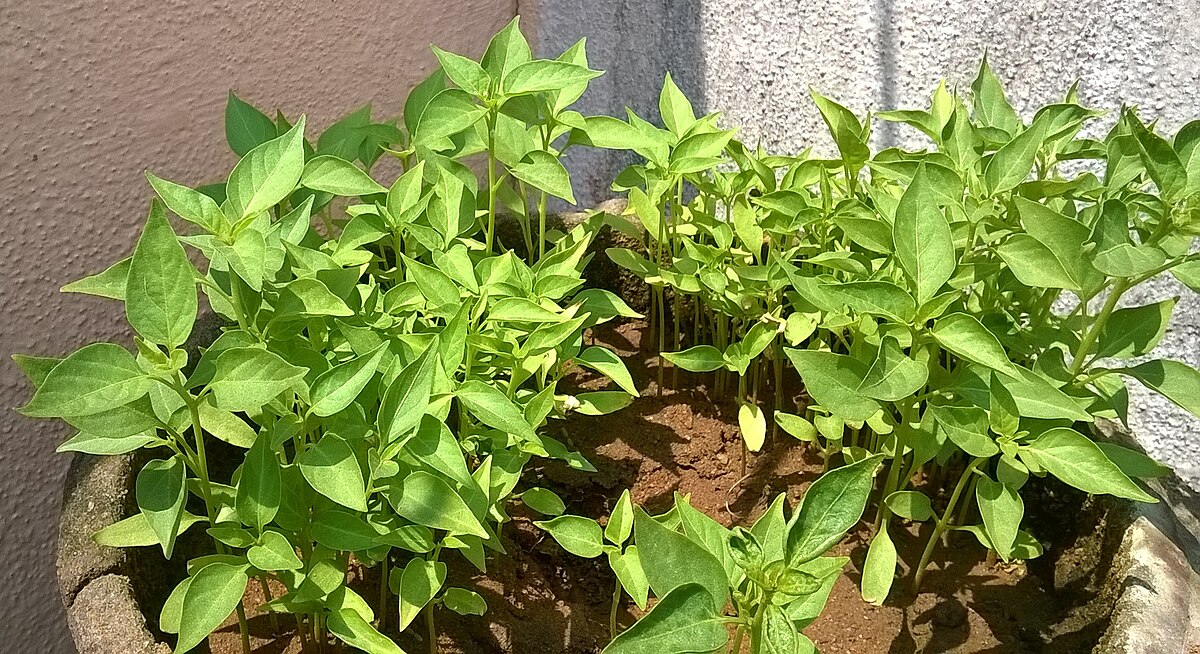 A close-up view of young chili pepper plants with vibrant green leaves growing in a pot. The plants are small and bushy, indicating an early stage of growth.