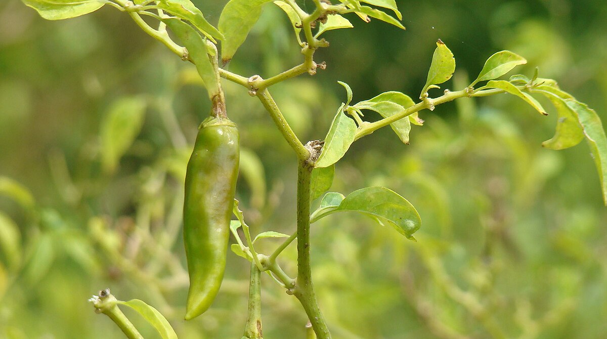 A single green chili pepper hangs from a plant stem, surrounded by green leaves, against a blurred natural background.