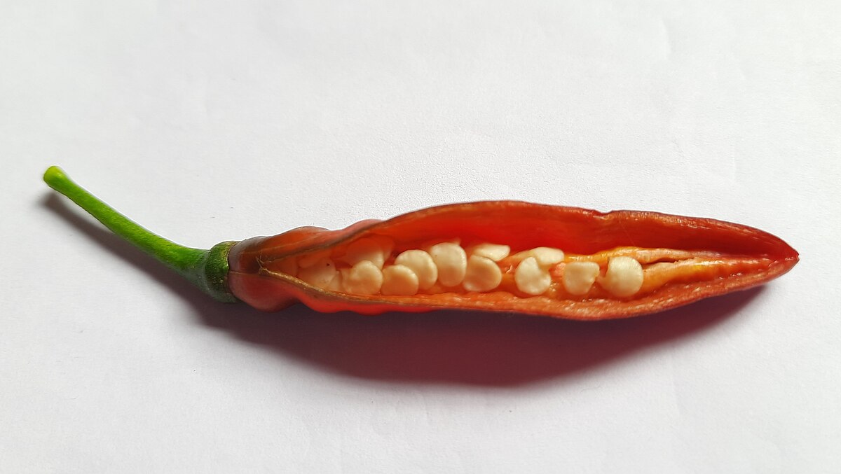 A red chili pepper is cut lengthwise, revealing its internal structure with numerous white seeds arranged along the central placenta. The green stem is still attached.