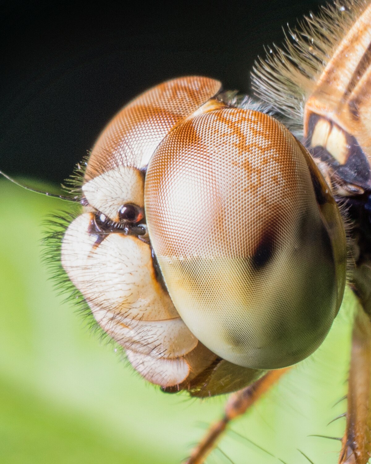Macro photograph of a dragonfly's head, highlighting its large, multifaceted compound eyes with visible ommatidia.