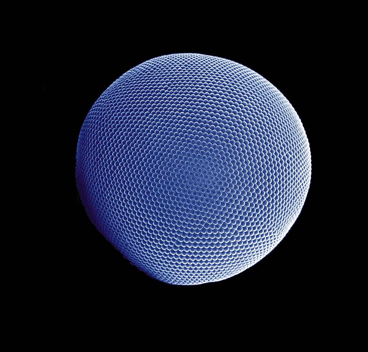 Electron microscope image of the spherical compound eye of an Antarctic krill, composed of numerous hexagonal ommatidia.