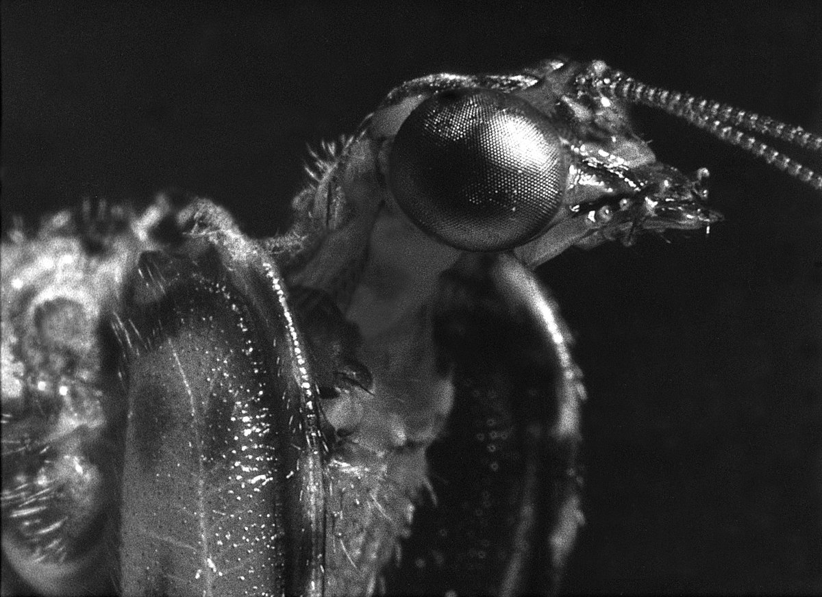 Close-up, black and white photograph of the head of a mantisfly from the genus Plega, showing its large compound eye and antennae.