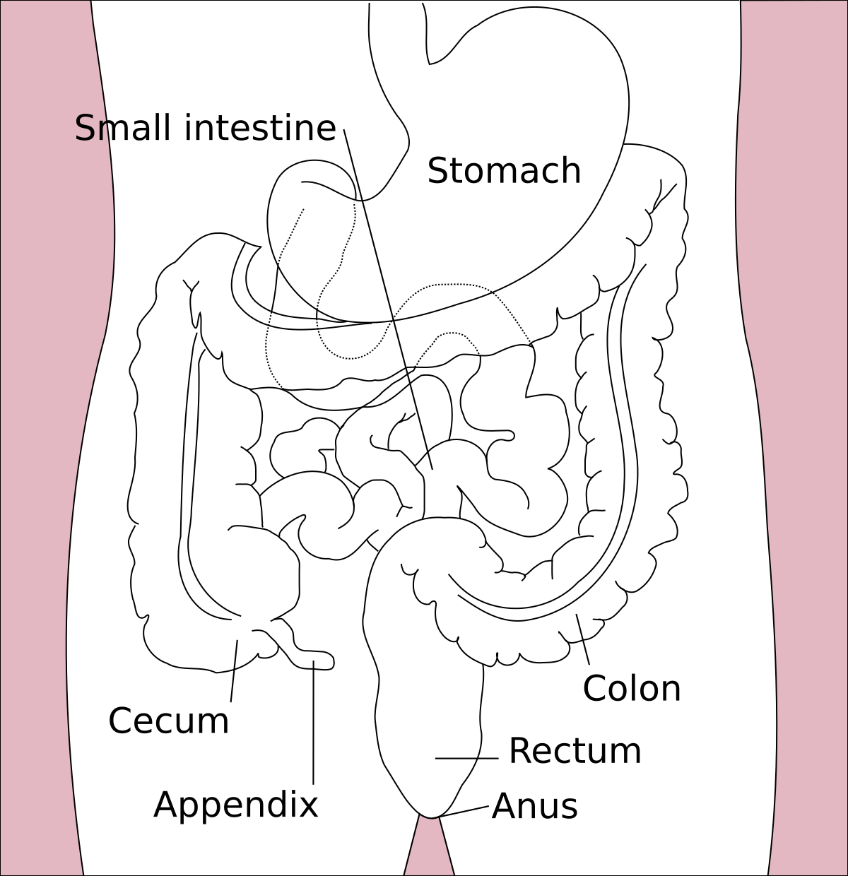 Diagram illustrating the human digestive system, focusing on the stomach, small intestine, and large intestine within the torso. Labeled organs include the Stomach, Small intestine, Colon, Cecum, Appendix, Rectum, and Anus.