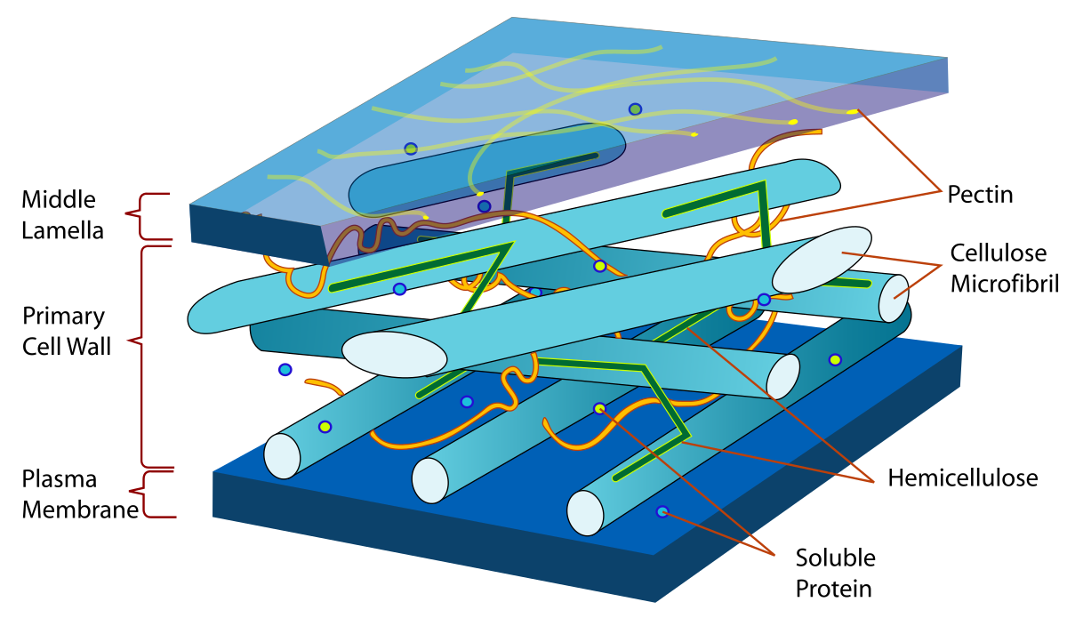 Diagram illustrating the arrangement of cellulose and other polysaccharides within a plant cell wall. The structure shows a plasma membrane, primary cell wall, and middle lamella, with cellulose microfibrils, hemicellulose, pectin, and soluble proteins arranged in layers.