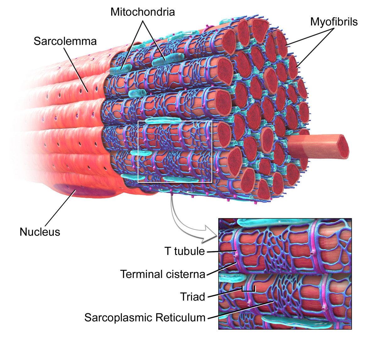 Detailed diagram illustrating the microscopic structure of a skeletal muscle fiber. Key labeled components include Sarcolemma, Mitochondria, Myofibrils, Nucleus, T tubule, Terminal cisterna, Triad, and Sarcoplasmic Reticulum.