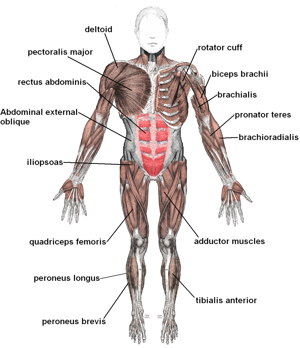Anterior view diagram of the human muscular system with various skeletal muscles labeled. Key labels include deltoid, pectoralis major, rectus abdominis, abdominal external oblique, iliopsoas, quadriceps femoris, peroneus longus, peroneus brevis, rotator cuff, biceps brachii, brachialis, pronator teres, brachioradialis, and adductor muscles.
