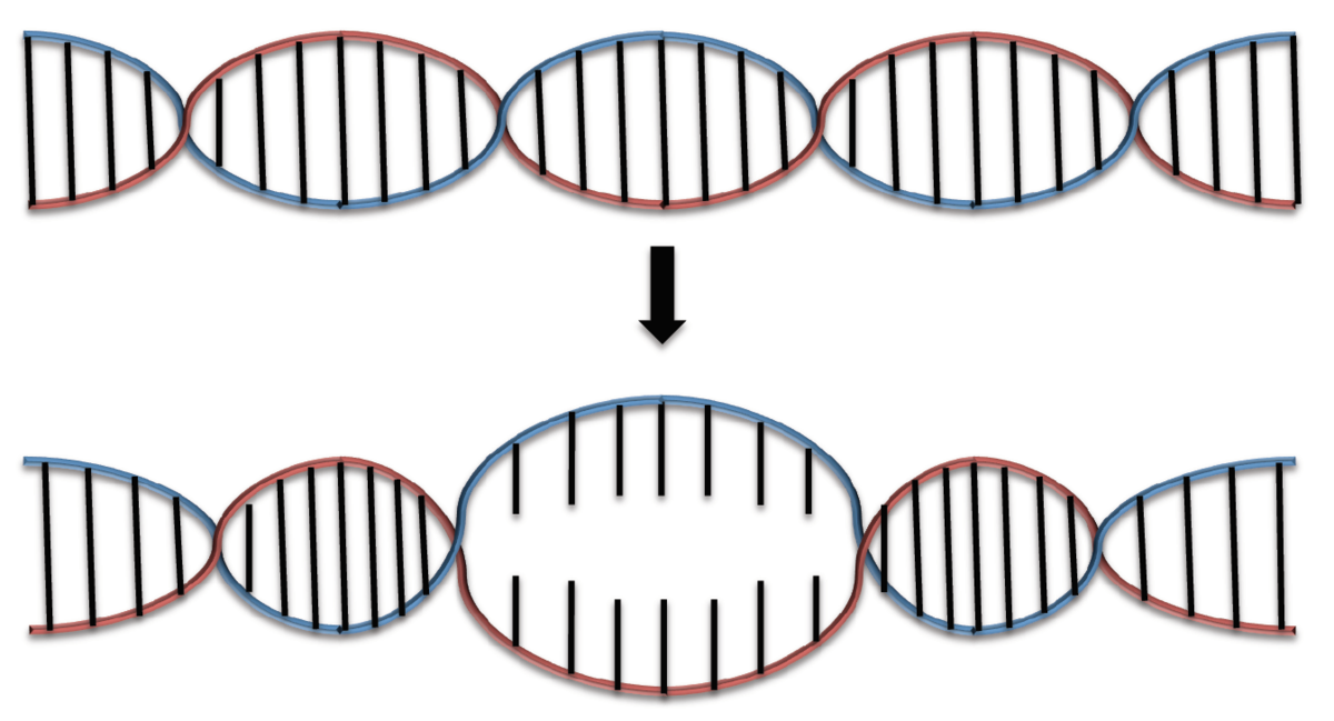 Diagram illustrating DNA denaturation, showing a double-stranded DNA molecule (top) where hydrogen bonds between base pairs are intact. Below, an arrow points to a denatured section of the DNA (bottom) where the two strands have separated, indicating the disruption of hydrogen bonds.