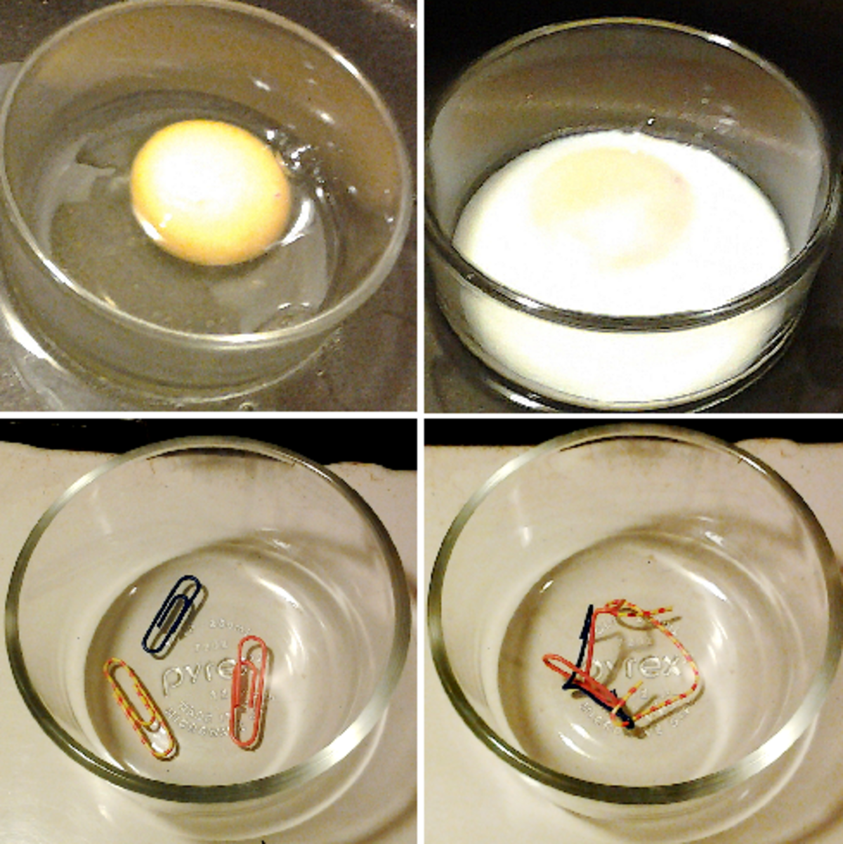 A four-panel image illustrating protein denaturation using an egg and paperclips. The top row shows an uncooked egg in a bowl (left) and a cooked egg in a bowl (right), demonstrating the denaturation of albumin. The bottom row uses paperclips as an analogy, showing three intact paperclips (left) and three tangled, bent paperclips (right) to represent the change in protein structure.