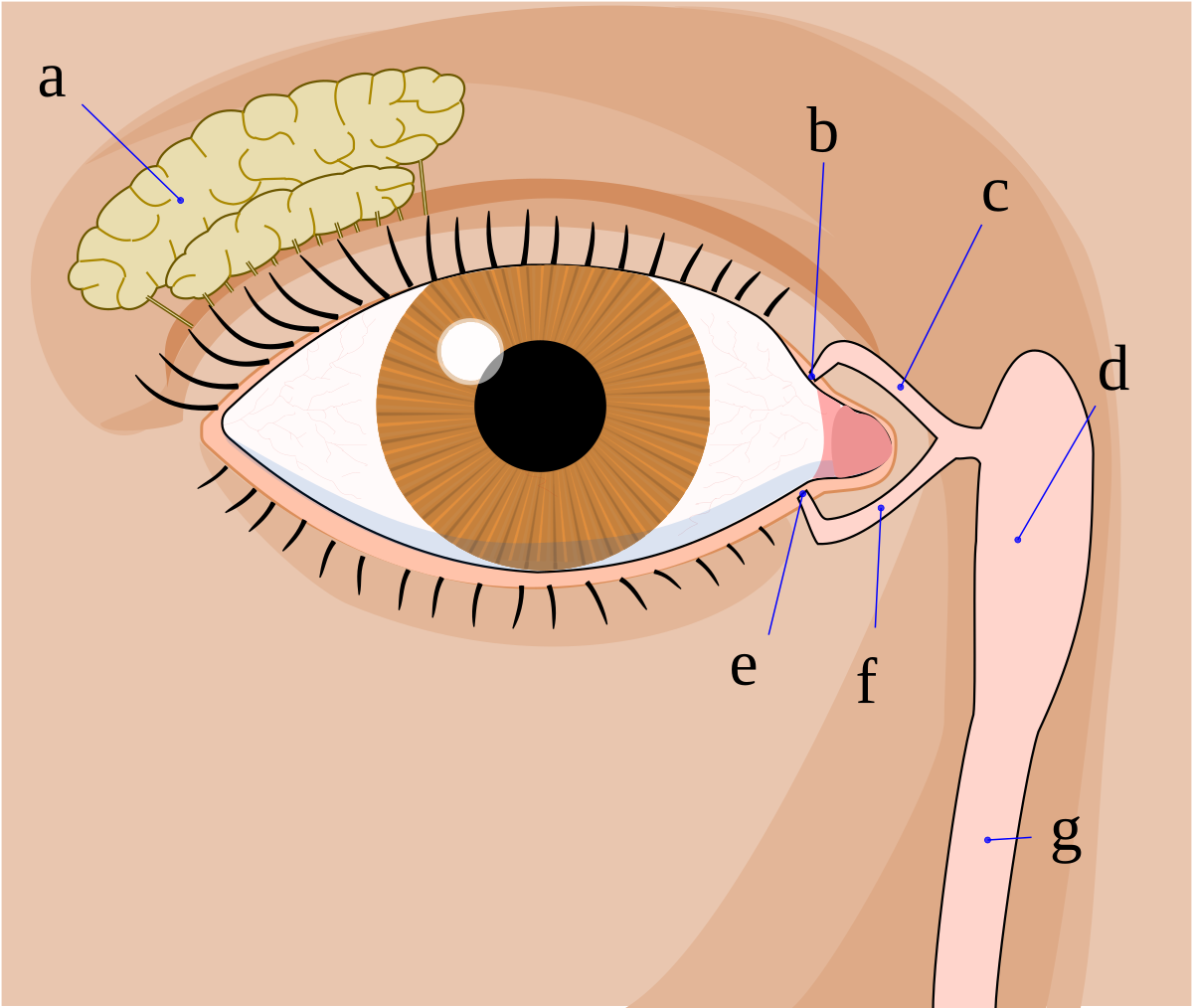 Diagram of the human tear system, labeling key anatomical components. Labels include 'a. tear gland / lacrimal gland', 'b. superior lacrimal punctum', 'c. superior lacrimal canal', 'd. tear sac / lacrimal sac', 'e. inferior lacrimal punctum', 'f. inferior lacrimal canal', and 'g. nasolacrimal canal'.