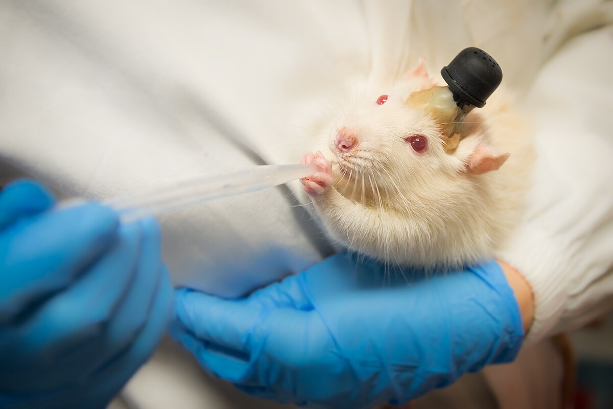 A laboratory rat with a brain implant, being held by a person wearing blue gloves who is administering liquid with a pipette. The implant was used to record in vivo neuronal activity.