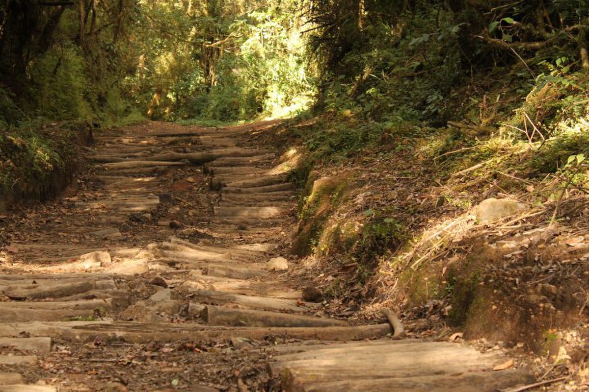 A hilly walking path in Costa Rica with a moderate grade, featuring wooden steps and natural terrain covered with leaves and dirt. The path is surrounded by lush tropical vegetation.
