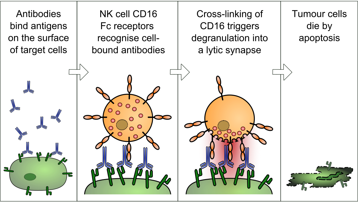 Diagram illustrating the process of Antibody-dependent Cellular Cytotoxicity (ADCC) in four steps. Step 1 shows antibodies binding antigens on target cells, Step 2 shows NK cell CD16 Fc receptors recognizing cell-bound antibodies, Step 3 shows cross-linking of CD16 triggering degranulation into a lytic synapse, and Step 4 shows tumor cells dying by apoptosis.