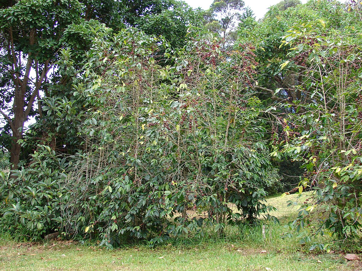 Coffea arabica shrubs bearing clusters of dark red coffee cherries among dense green foliage. These woody coffee plants are shown growing in an outdoor landscape with larger trees in the background.