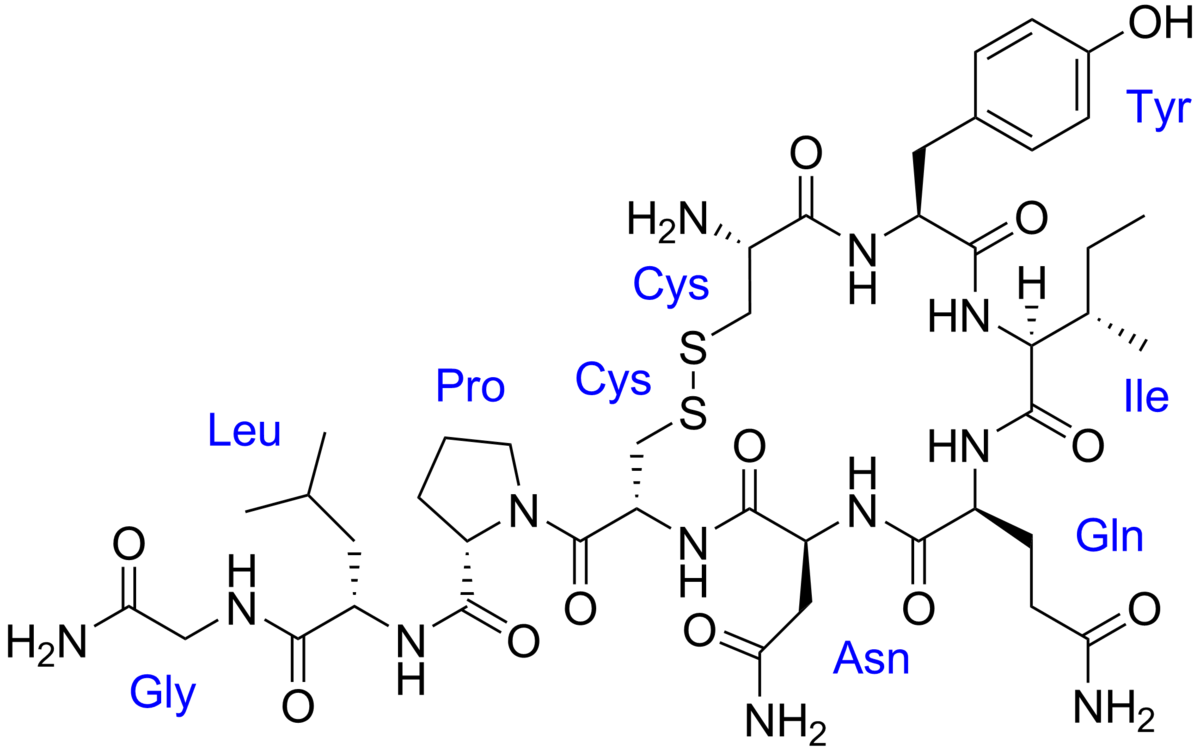A 2D chemical structure diagram of oxytocin, with each amino acid residue labeled in blue. The labeled amino acids include Cys, Tyr, Ile, Gln, Asn, Cys, Pro, Leu, and Gly, forming a cyclic peptide with a disulfide bond between two cysteine residues.
