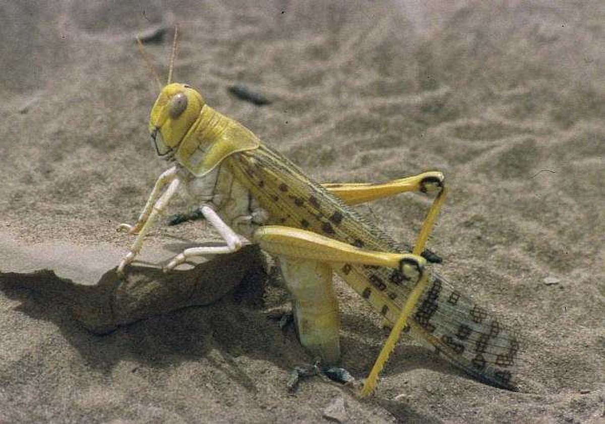 A desert locust, primarily yellow and brown, is shown in the process of laying eggs in the sand. Its abdomen is extended into the sandy ground, indicating oviposition.