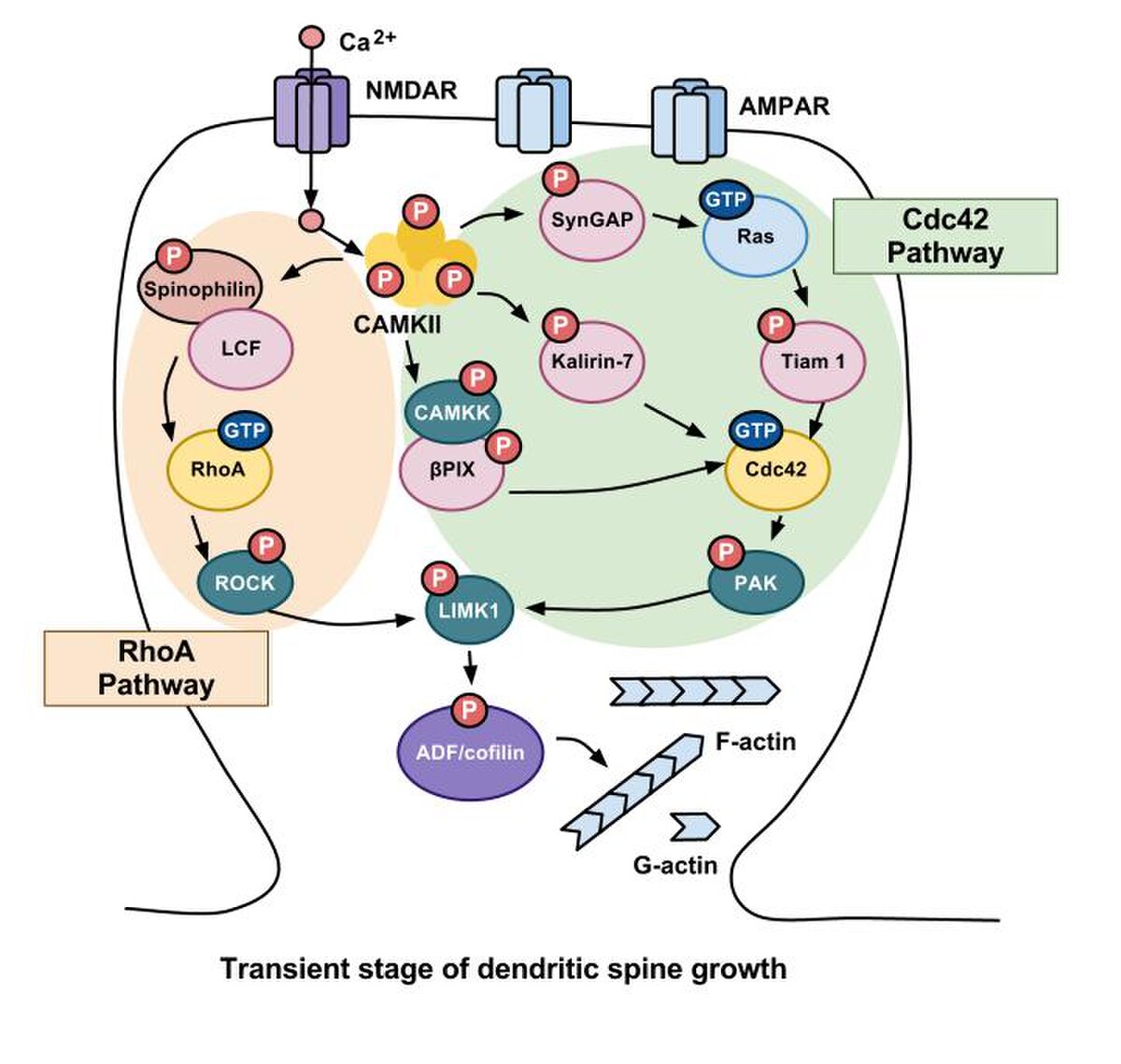Diagram illustrating the transient stage of dendritic spine growth, detailing the RhoA and Cdc42 pathways activated by calcium influx through NMDA receptors. Key proteins and enzymes such as CaMKII, SynGAP, Ras, Kalirin-7, Tiam 1, RhoA, ROCK, LIMK1, ADF/cofilin, and F-actin/G-actin are labeled, showing their roles in actin regulation and spine expansion.