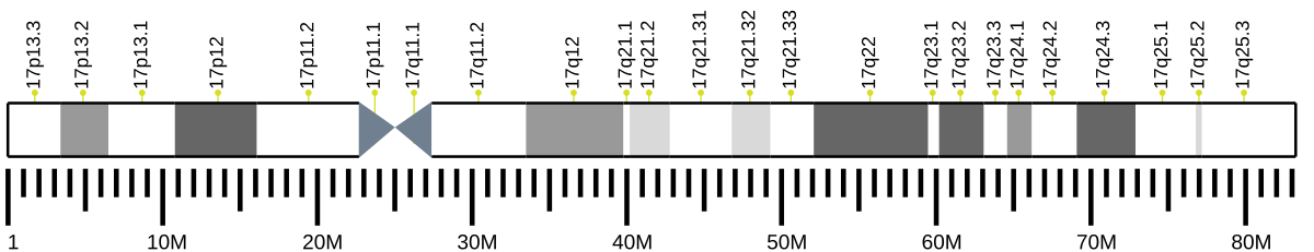 Ideogram of human chromosome 17, showing its banding pattern and labeled regions from 17p13.3 to 17q25.2. The scale at the bottom indicates megabase (M) positions along the chromosome.