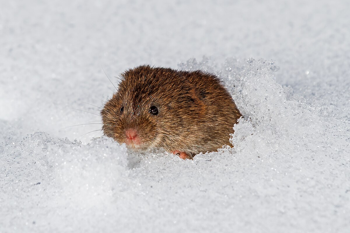 An Eastern meadow vole (Microtus pennsylvanicus) emerges from a runway in the snow in Kennebunk, Maine, USA. The small brown rodent has visible whiskers and dark eyes, contrasting with the white snow.