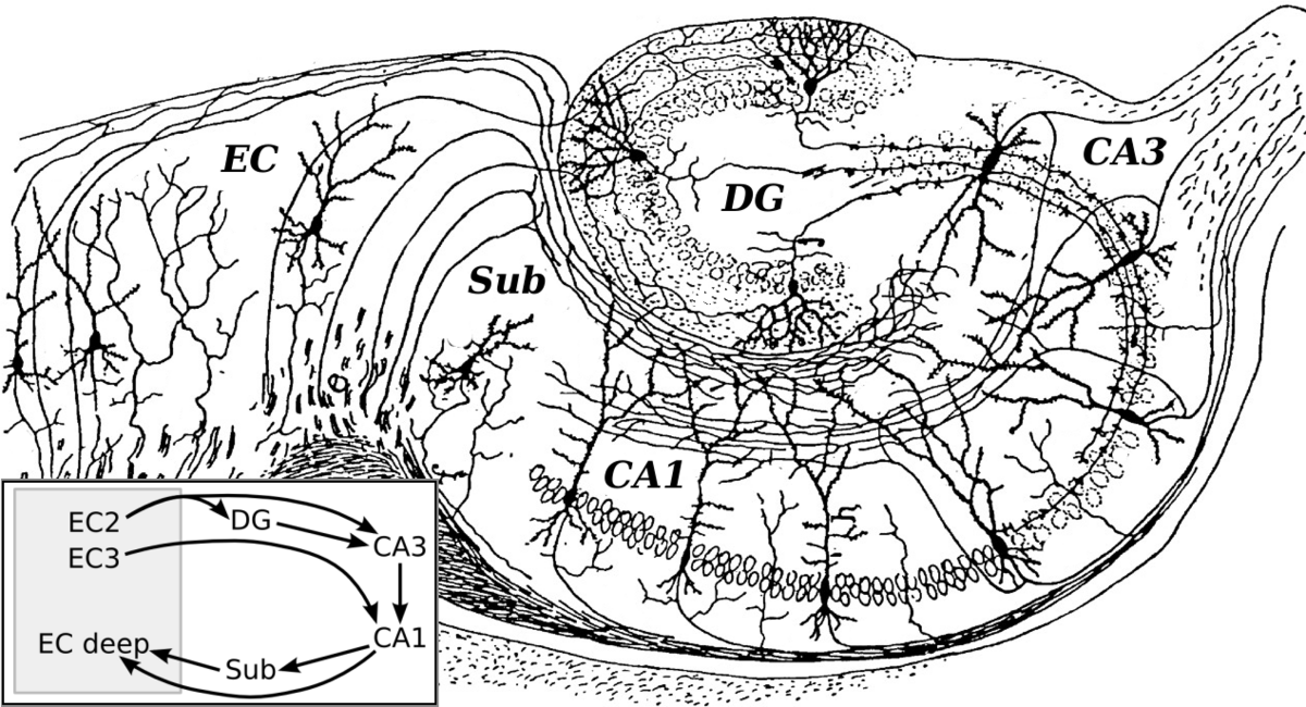 A diagram illustrating the basic circuit of the hippocampus, as drawn by Ramón y Cajal, showing the interconnections between its subregions. Key labels include EC (entorhinal cortex), DG (dentate gyrus), Sub (subiculum), CA1, and CA3, with an inset diagram showing the flow of information: EC2 -> DG -> CA3 -> CA1 -> Sub -> EC deep.