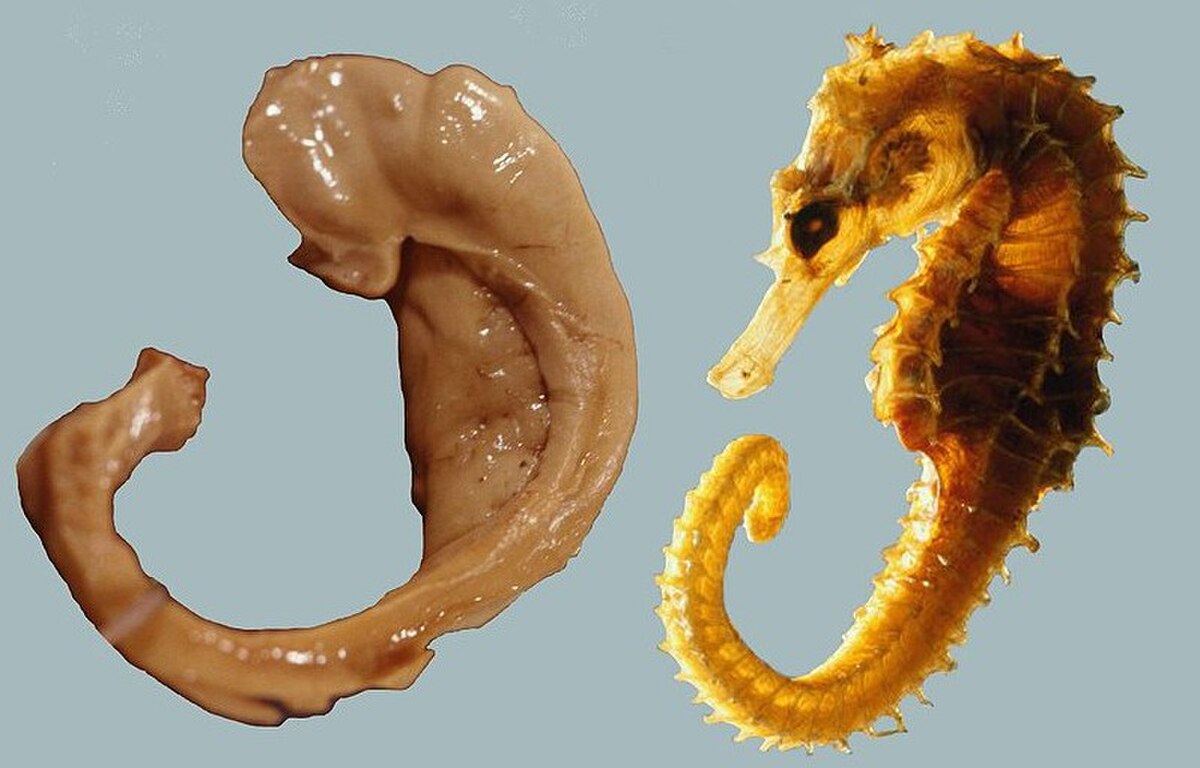 A comparison image showing the human hippocampus and fornix on the left, alongside a seahorse on the right, illustrating the origin of the anatomical name due to its resemblance. The hippocampus is a curved, C-shaped structure, while the seahorse is a marine animal with a distinctive curved body.