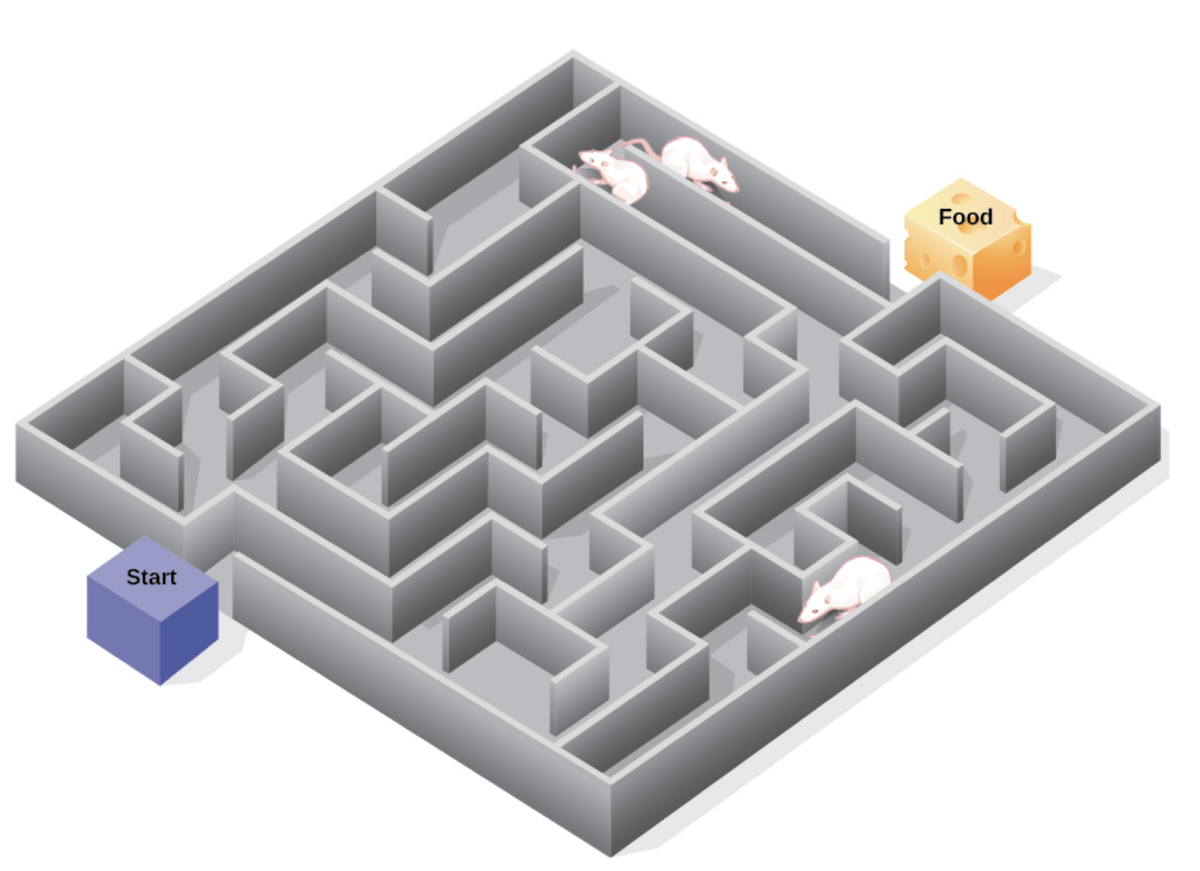 An isometric illustration of a maze with a blue "Start" cube and an orange "Food" cube, showing two white rats navigating the pathways. This diagram represents a cognitive map experiment, demonstrating how rats learn and remember spatial layouts.