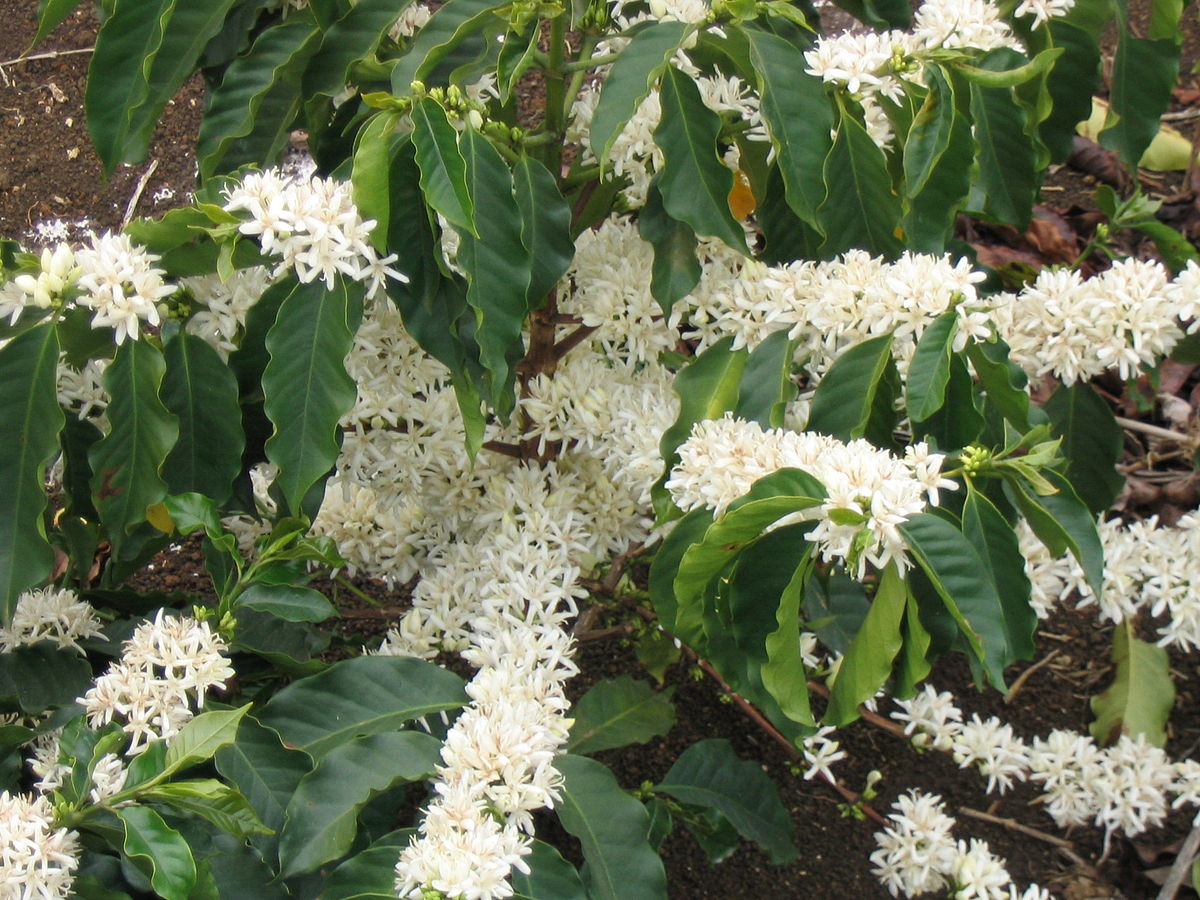 A dense cluster of white coffee flowers blooms on a coffee plant, surrounded by dark green leaves.