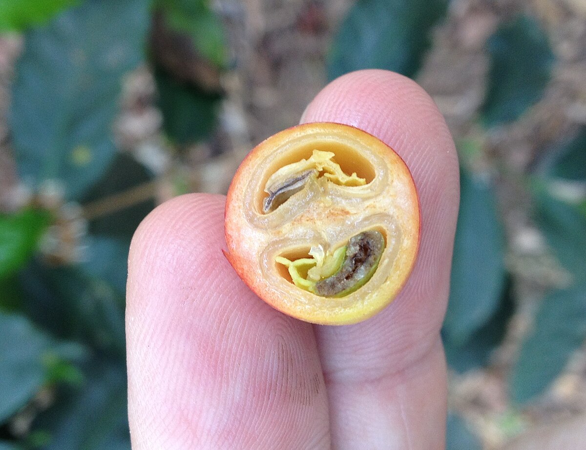 A cross-section of a Coffea fruit, or coffee cherry, held between two fingers, reveals the inner structure including the coffee beans.