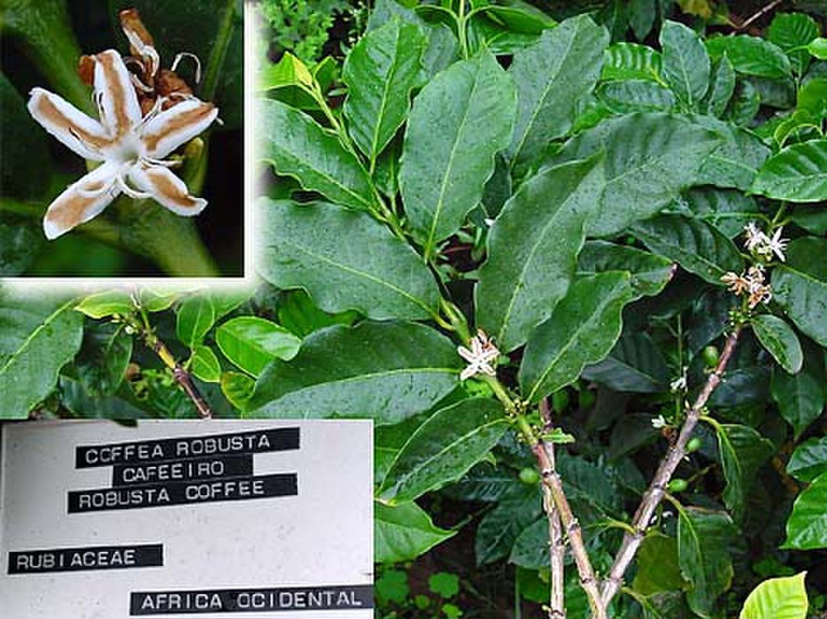 A composite image shows a branch of Coffea canephora with leaves and small flowers, alongside an inset of a single flower and a label identifying it as "COFFEA ROBUSTA CAFEIRO ROBUSTA COFFEE RUBIACEAE AFRICA OCCIDENTAL."