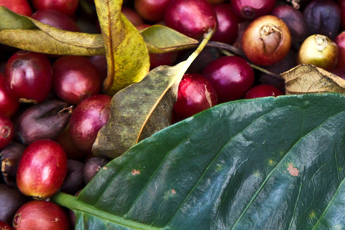 A close-up photograph displays freshly harvested coffee cherries, predominantly red and purple, mixed with green and yellow leaves.