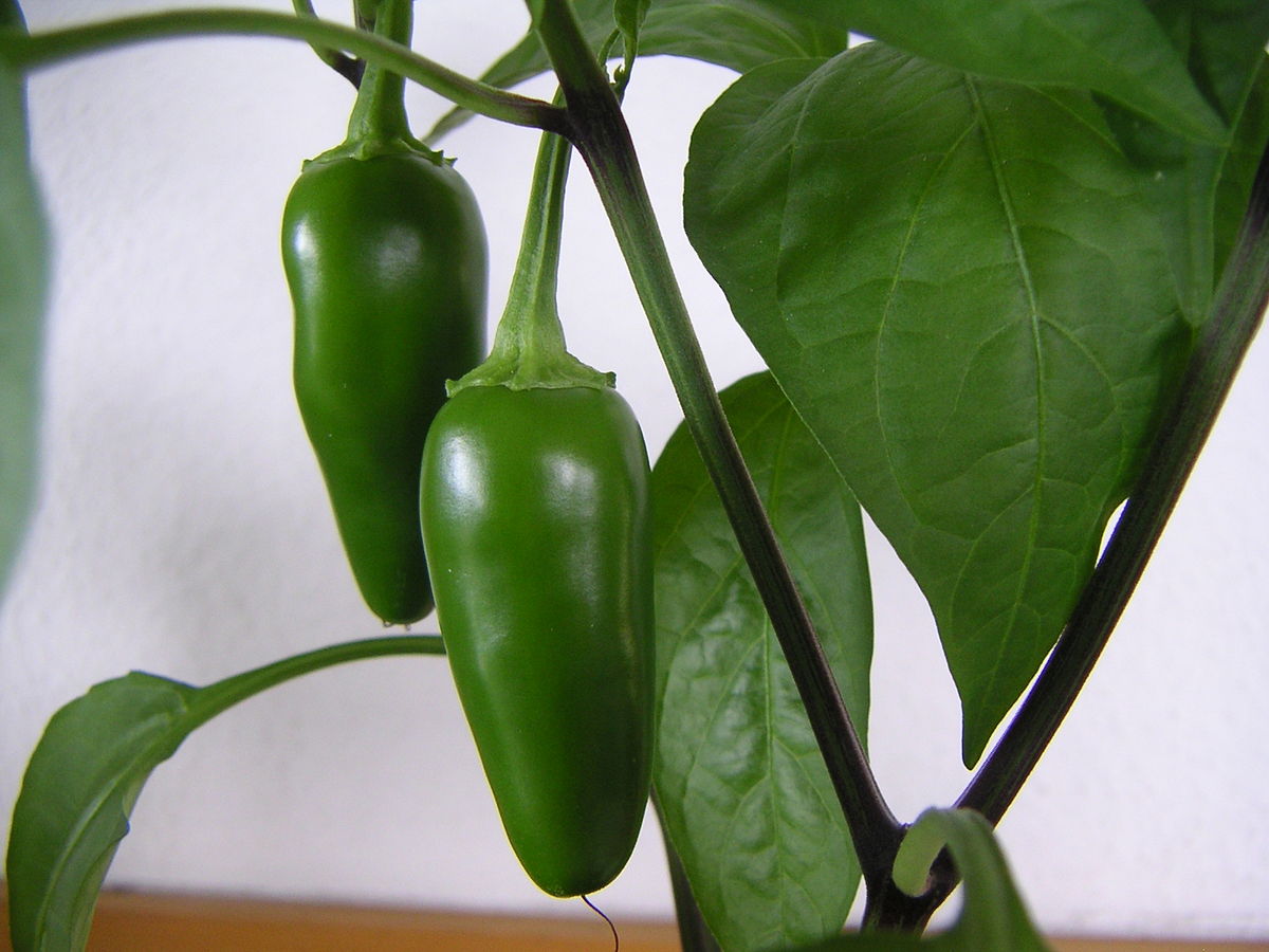 A close-up of an immature jalapeño plant, showing two bright green jalapeño peppers hanging from a stem with green leaves. The peppers are smooth and uniformly colored.