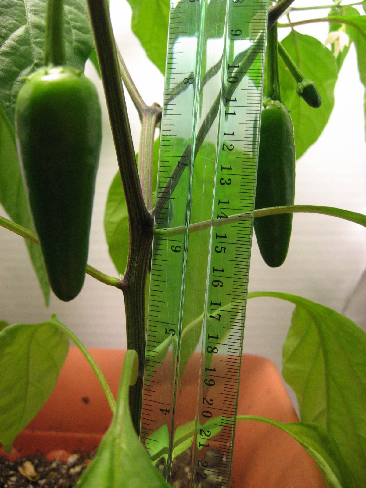 A close-up of a jalapeño plant with two green jalapeño peppers, one of which is being measured by a clear ruler showing measurements in centimeters. The ruler indicates the pepper is approximately 7-8 centimeters long.