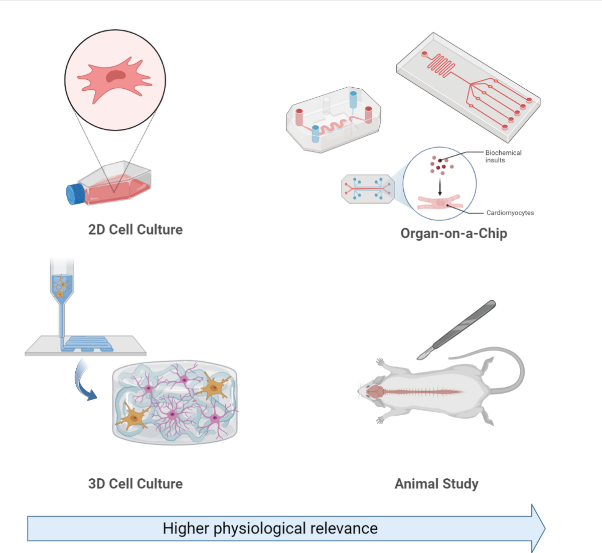 A schematic diagram illustrates different cell culture methods: 2D Cell Culture, 3D Cell Culture, Organ-on-a-Chip, and Animal Study. An arrow at the bottom indicates "Higher physiological relevance" from left to right across the methods.
