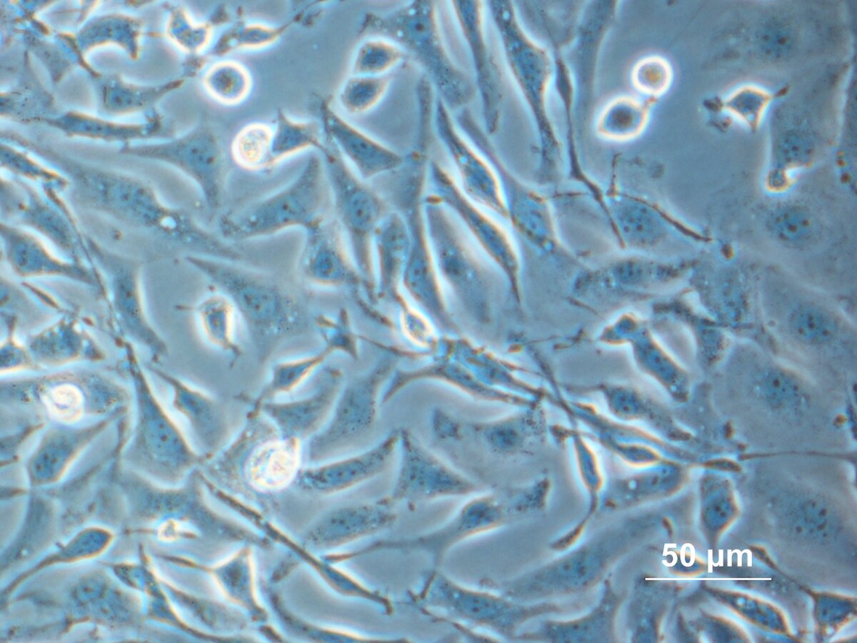 A microscopic image displays cultured CHO cells adhering to a surface and growing in a growth medium, with a scale bar indicating 50 µm. The cells exhibit varied shapes, some appearing rounded and others elongated.