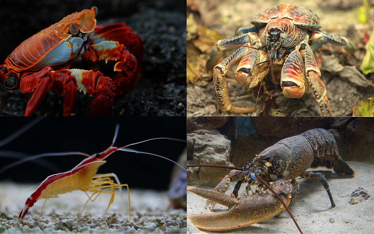 A montage of four different decapod crustaceans: a red crab with blue claws (top left), a terrestrial crab (top right), a white and red banded shrimp (bottom left), and a lobster (bottom right). Each image showcases a distinct species within the Decapoda order.