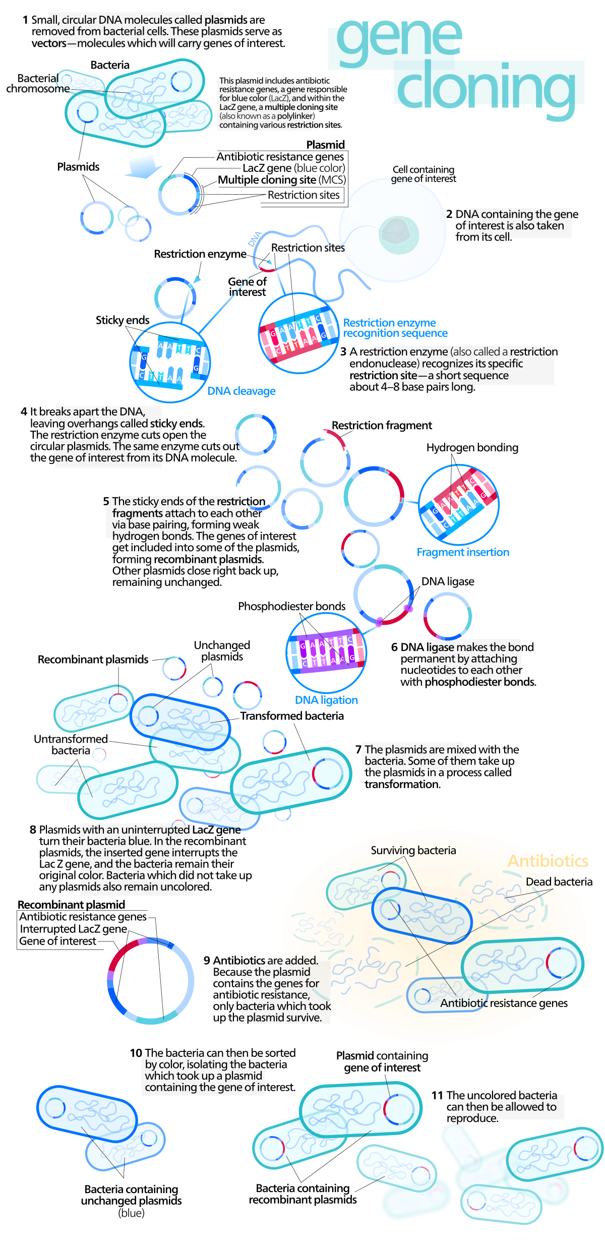 Diagram detailing the process of gene cloning, showing 11 steps from bacterial chromosomes and plasmids to the final selection of bacteria containing recombinant plasmids. Key steps include DNA cleavage by restriction enzymes, fragment insertion, DNA ligation, transformation of bacteria, and selection using antibiotic resistance genes and the LacZ gene.