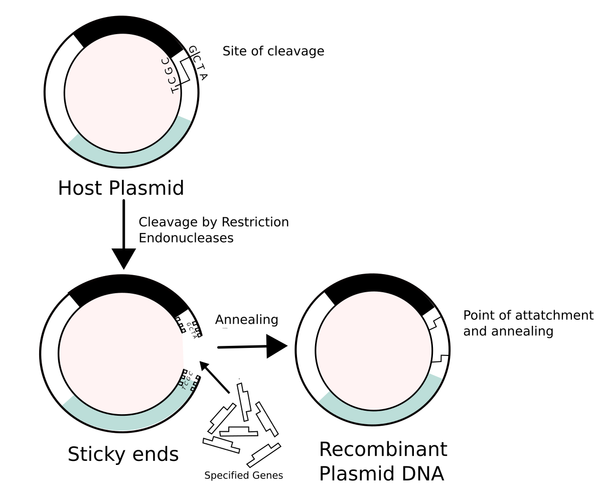 Diagram illustrating the recombinant formation of plasmids. It shows a host plasmid with a "Site of cleavage" (sequence GGCGA) being cleaved by restriction endonucleases, then annealing with "Specified Genes" to form "Recombinant Plasmid DNA" at a "Point of attachment and annealing."