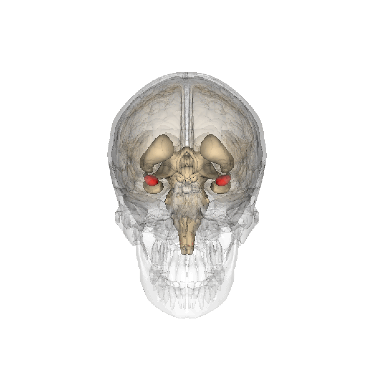 3D anatomical animation of a human skull and brain, highlighting the amygdala in red. The transparent skull and brain show the amygdala located deep within the temporal lobe, anterior to the hippocampus.