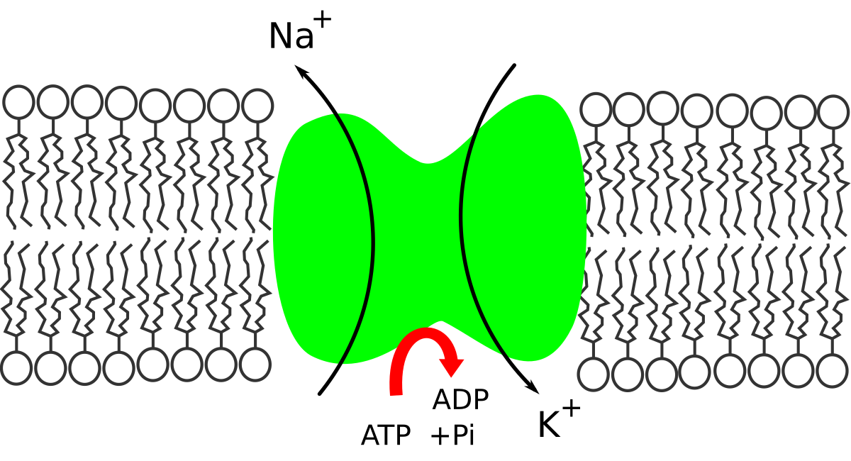 Diagram illustrating the flow of ions through a sodium-potassium pump embedded in a cell membrane. Sodium ions (Na+) are shown moving out of the cell, and potassium ions (K+) are shown moving into the cell, with the process powered by the conversion of ATP to ADP + Pi.