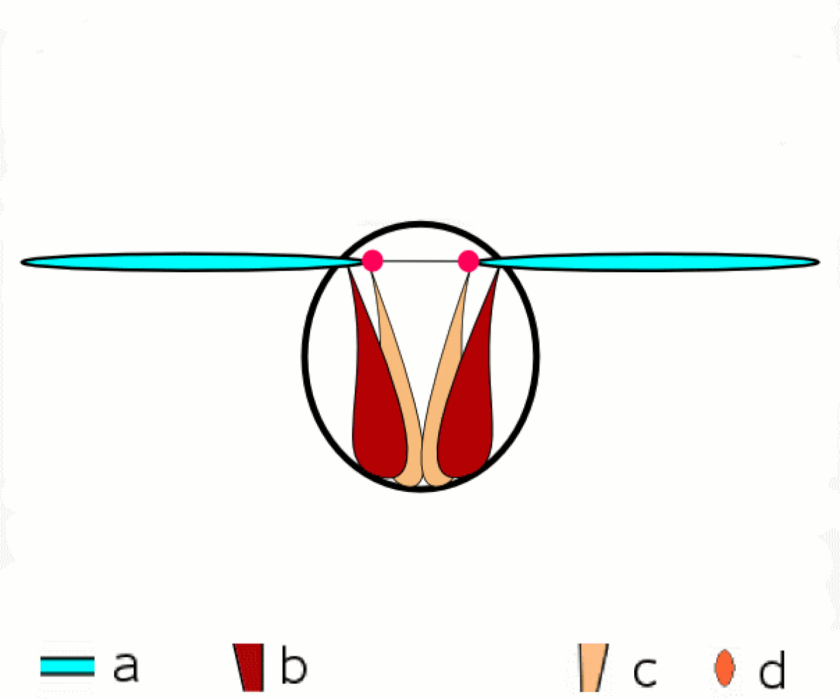 An animated diagram illustrating direct flight in insects, showing the movement of wings (a) connected to muscles (b, c) and pivots (d). The wings move up and down as the muscles contract and relax, pivoting at the points indicated.