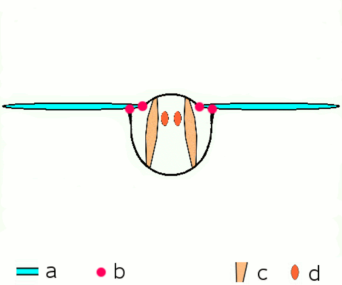 An animated diagram illustrating the motion of an insect wing, showing the wing (a) pivoting at points (b) as muscles (c, d) contract and relax. The diagram demonstrates the up and down movement of the wing relative to the insect's body.