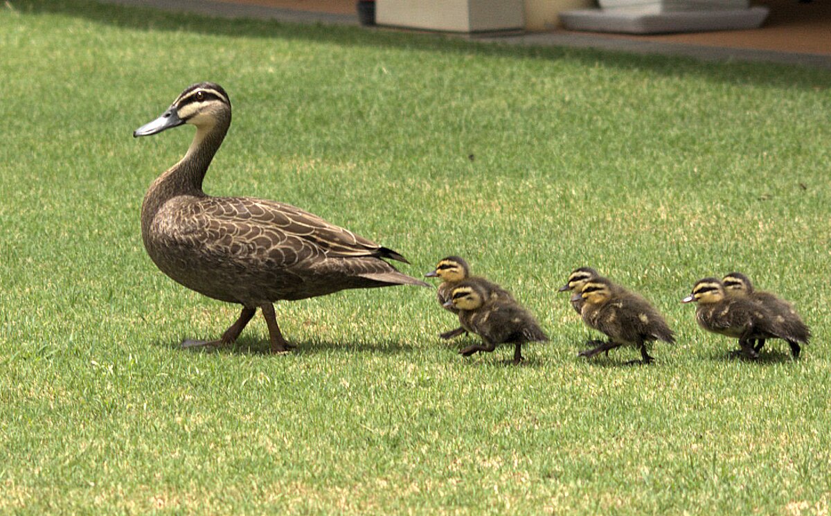 A mother duck leads a line of four ducklings across a grassy lawn.